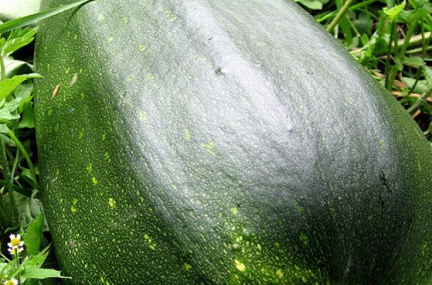 zucchini