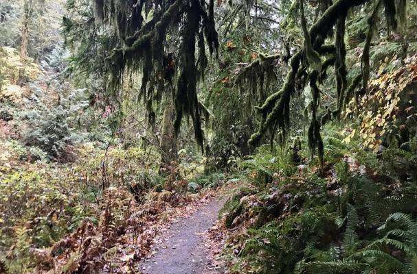 Hood Canal trail
