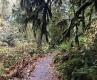Hood Canal trail