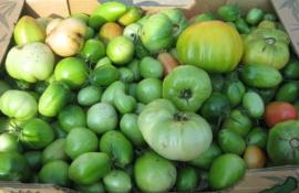 Green Tomatoes in The Garden