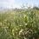 Weeds