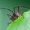 Bugs Make a Stink for Pennsylvania Farmers