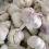 garlic cloves