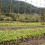 farm