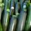 Zucchini