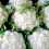 cauliflower