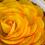 apple honey tart