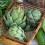 artichoke