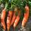 carrot