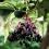 elderberry