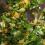 parsley