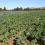field of kale