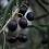 black olives