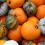 fall pumpkins autumn