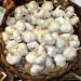 Garlicious Recipes For Garlic Day