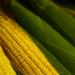 Corn Producers Sued By Sugar Farmers