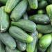 Salmonella Scare Sparks Cucumber Recall