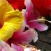 Flower Power: 5 Refreshing Hibiscus Beverages