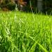 Grass Lawn
