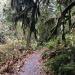 Hood Canal trail