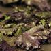 kale chips