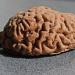 3D Chocolate Brains