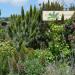 edible schoolyard