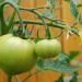 Green tomatoes, photo by Flickr user cheryl.reed