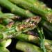 Grilled asparagus