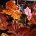 edible autumn leaves