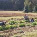 kids farming