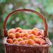 apricots