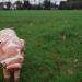 piglet bacon and sausages