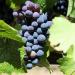 meatless monday wine pairing