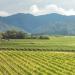 vineyard marlborough new zealand 